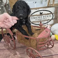Thyme , a male Goldendoodle for sale in Liberty Center, OH – 1 of 5