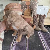 Stormy , a male Aussiedoodle for sale in Liberty Center, OH – 5 of 5