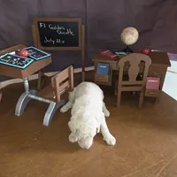Praline , a female Goldendoodle for sale in Liberty Center, OH – 2 of 5