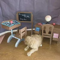 Peaches , a female Goldendoodle for sale in Liberty Center, OH – 9 of 9