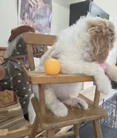 Orik, a male Poodle - Multi-Colored Standard for sale in Liberty Center, OH – 4 of 6