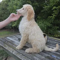 Roran , a male Poodle - Standard  for sale in Liberty Center, OH – 4 of 8