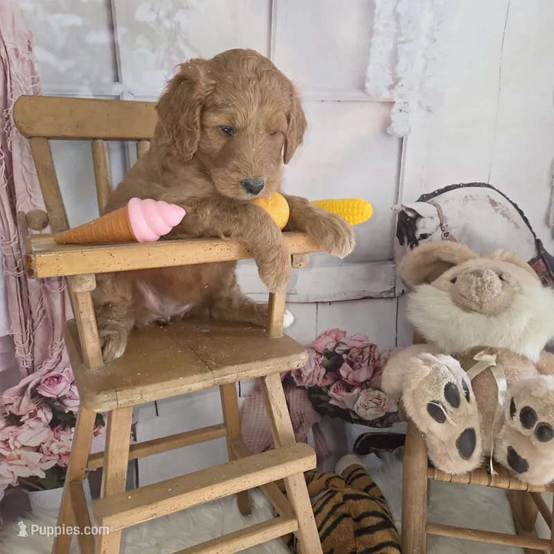 Peaches  – Goldendoodle puppy for sale in Liberty Center, OH