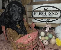 Chive, a male Goldendoodle for sale in Liberty Center, OH – 1 of 4