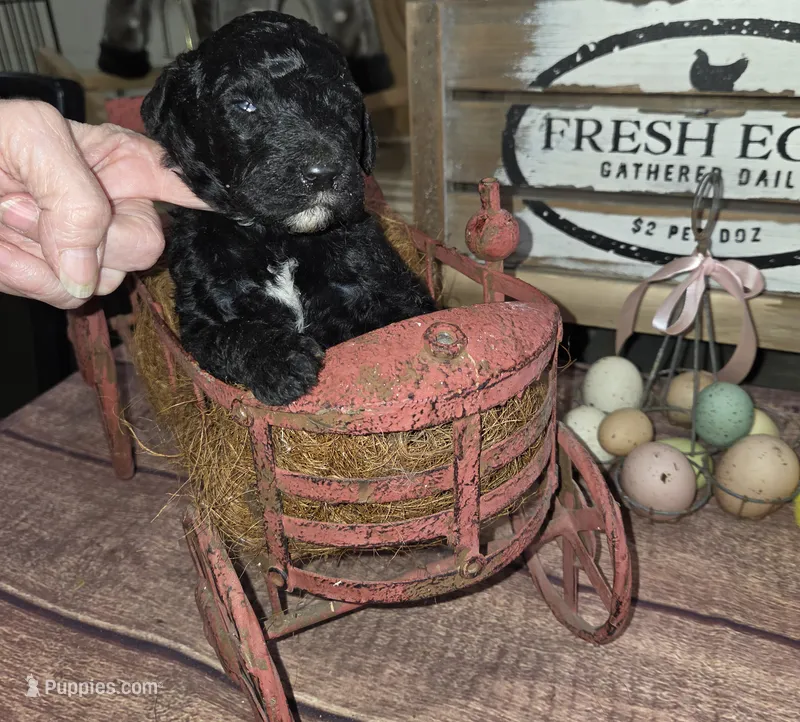 Ajihad  – Poodle - Multi-Colored Standard puppy for sale in Liberty Center, OH