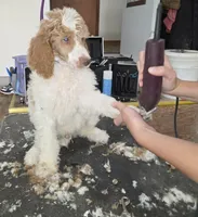 Odin , a male Poodle - Multi-Colored Standard for sale in Liberty Center, OH – 2 of 4