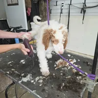 Butterscotch , a male Poodle - Multi-Colored Standard for sale in Liberty Center, OH – 4 of 4