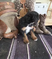 Windy , a male Aussiedoodle for sale in Liberty Center, OH – 3 of 9