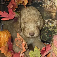 Butterfingers , a male Goldendoodle for sale in Liberty Center, OH – 8 of 8