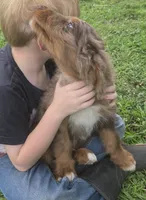Stormy , a male Aussiedoodle for sale in Liberty Center, OH – 6 of 7