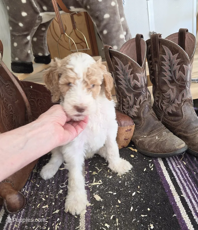 Orik – Poodle - Multi-Colored Standard puppy for sale in Liberty Center, OH