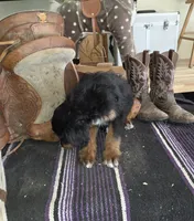 Windy , a male Aussiedoodle for sale in Liberty Center, OH – 6 of 9