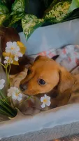 Little Loaf, a male Pomeranian and Miniature Dachshund for sale in Taylor, MI – Photo 1 of 7