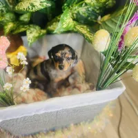 Opal - Dapple Girl, a female Pomeranian and Miniature Dachshund for sale in Taylor, MI – Photo 7 of 10