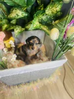 Opal, a female Pomeranian and Miniature Dachshund for sale in Taylor, MI – Photo 7 of 10