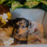 Opal - Dapple Girl, a female Pomeranian and Miniature Dachshund for sale in Taylor, MI – Photo 9 of 10