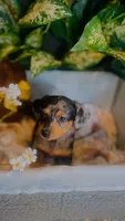 Opal, a female Pomeranian and Miniature Dachshund for sale in Taylor, MI – Photo 9 of 10