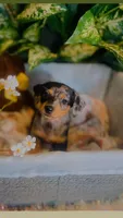 Opal, a female Pomeranian and Miniature Dachshund for sale in Taylor, MI – Photo 6 of 10