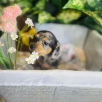 Opal - Dapple Girl, a female Pomeranian and Miniature Dachshund for sale in Taylor, MI – Photo 4 of 10