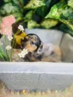 Opal, a female Pomeranian and Miniature Dachshund for sale in Taylor, MI – Photo 4 of 10