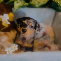 Opal - Dapple Girl, a female Pomeranian and Miniature Dachshund for sale in Taylor, MI – Photo 2 of 10