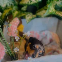 Opal - Dapple Girl, a female Pomeranian and Miniature Dachshund for sale in Taylor, MI – Photo 8 of 10