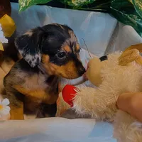 Opal - Dapple Girl, a female Pomeranian and Miniature Dachshund for sale in Taylor, MI – Photo 1 of 10