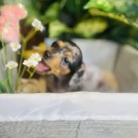 Opal - Dapple Girl, a female Pomeranian and Miniature Dachshund for sale in Taylor, MI – Photo 3 of 10