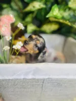 Opal, a female Pomeranian and Miniature Dachshund for sale in Taylor, MI – Photo 3 of 10