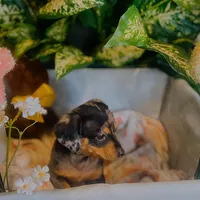 Opal - Dapple Girl, a female Pomeranian and Miniature Dachshund for sale in Taylor, MI – Photo 10 of 10