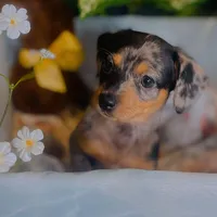 Opal - Dapple Girl, a female Pomeranian and Miniature Dachshund for sale in Taylor, MI – Photo 5 of 10