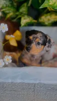 Opal, a female Pomeranian and Miniature Dachshund for sale in Taylor, MI – Photo 5 of 10