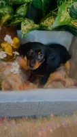 Ruben, a male Pomeranian and Miniature Dachshund for sale in Taylor, MI – Photo 4 of 7