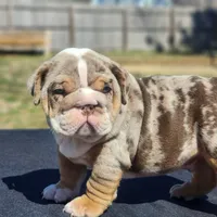 Lenny, a male English Bulldog for sale in Nashville, NC – 3 of 5