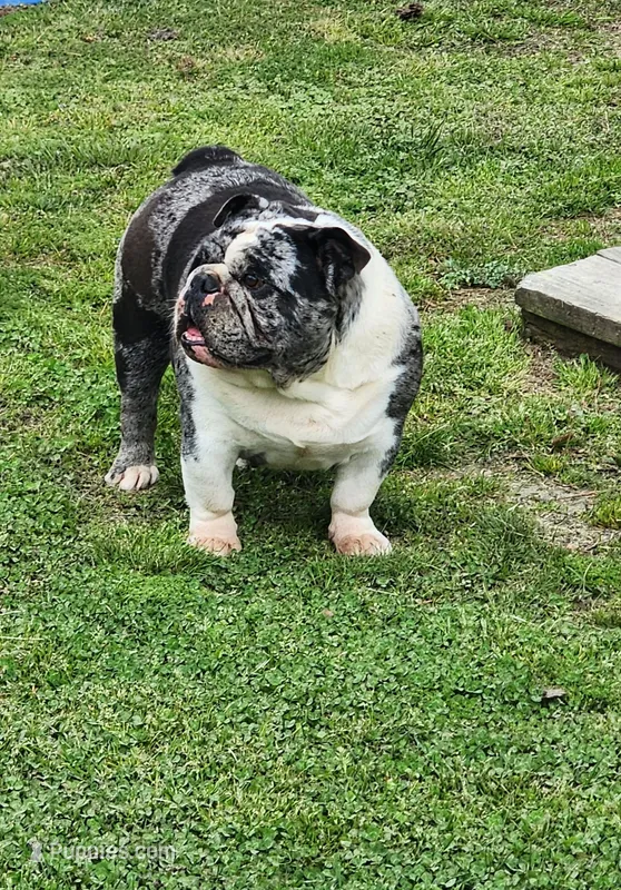 Blizzard – English Bulldog puppy for sale in Nashville, NC