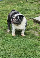 Blizzard, a female English Bulldog for sale in Nashville, NC – 1 of 2