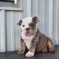 Penny, a female English Bulldog for sale in Nashville, NC – 3 of 3