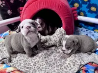 Born, a male English Bulldog for sale in Nashville, NC – Photo 1 of 5