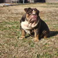 Born, a male English Bulldog for sale in Nashville, NC – Photo 5 of 5
