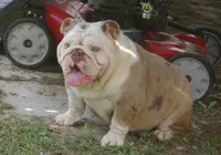 Born, a male English Bulldog for sale in Nashville, NC – Photo 2 of 5