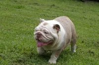Born, a male English Bulldog for sale in Nashville, NC – Photo 4 of 5