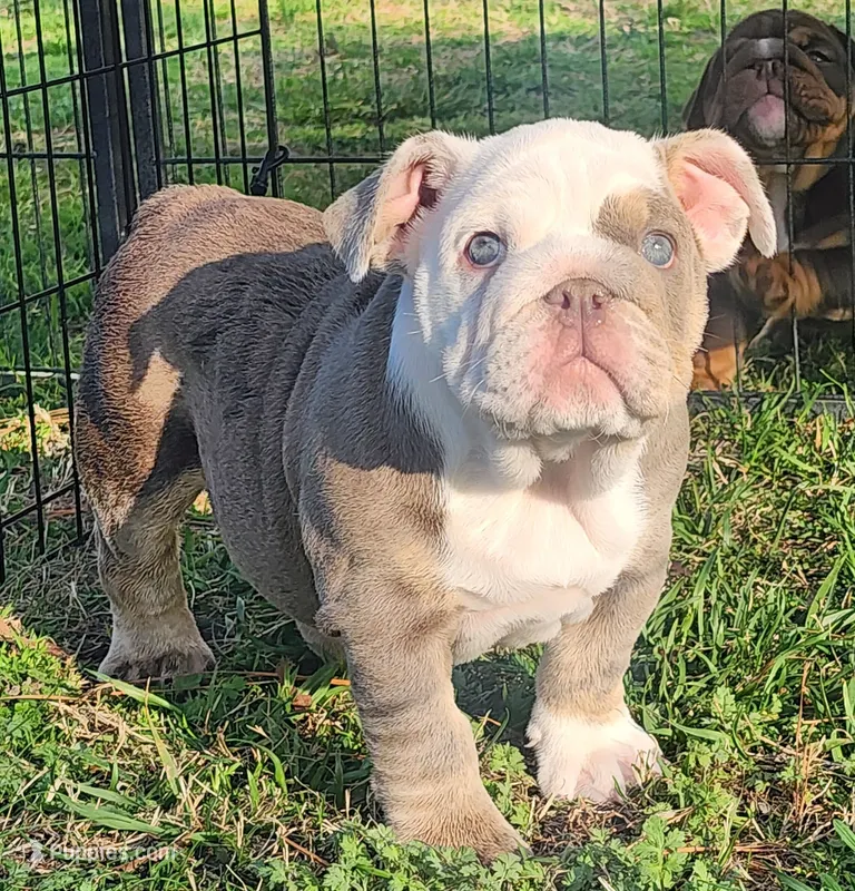 Penny – English Bulldog puppy for sale in Nashville, NC