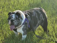 Blizzard, a female English Bulldog for sale in Nashville, NC – 2 of 2