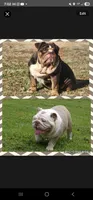 Rocky, a male English Bulldog for sale in Nashville, NC – 5 of 5