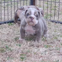 Rocky, a female English Bulldog for sale in Nashville, NC – Photo 1 of 2