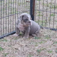Rocky, a female English Bulldog for sale in Nashville, NC – Photo 2 of 2