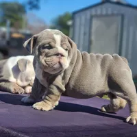 Rocky, a male English Bulldog for sale in Nashville, NC – 1 of 5