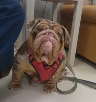 Pup, a male English Bulldog for sale in Nashville, NC – Photo 2 of 3