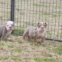 Lenny, a female English Bulldog for sale in Nashville, NC – Photo 2 of 2