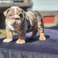 Lenny, a male English Bulldog for sale in Nashville, NC – 1 of 5